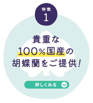 特徴1 貴重な100%国産の胡蝶蘭を提供！