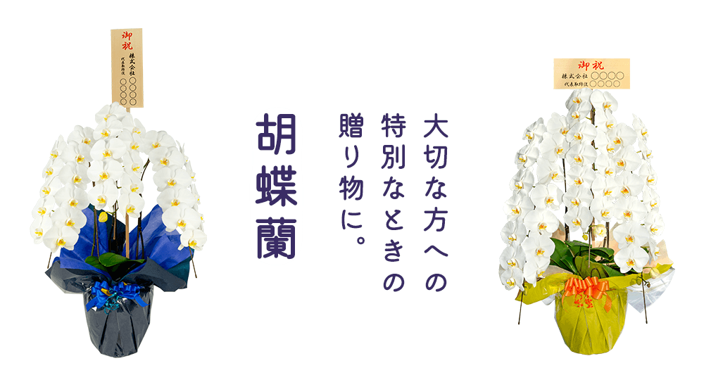 大切な方への特別なときの贈り物に。 胡蝶蘭